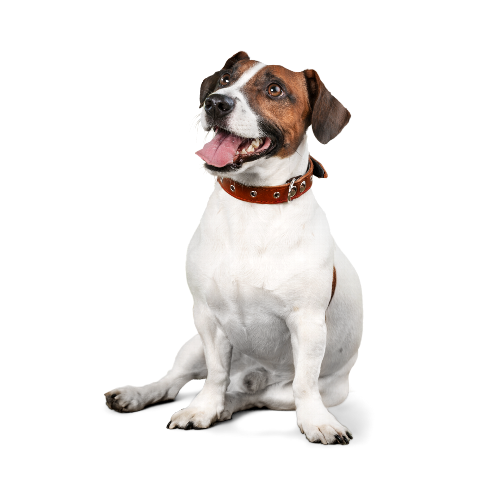 How to Enjoy the Outdoors with Your Dog Despite Unreliable Recall Exploring the great outdoors with your canine companion can be one of life’s greatest joys.